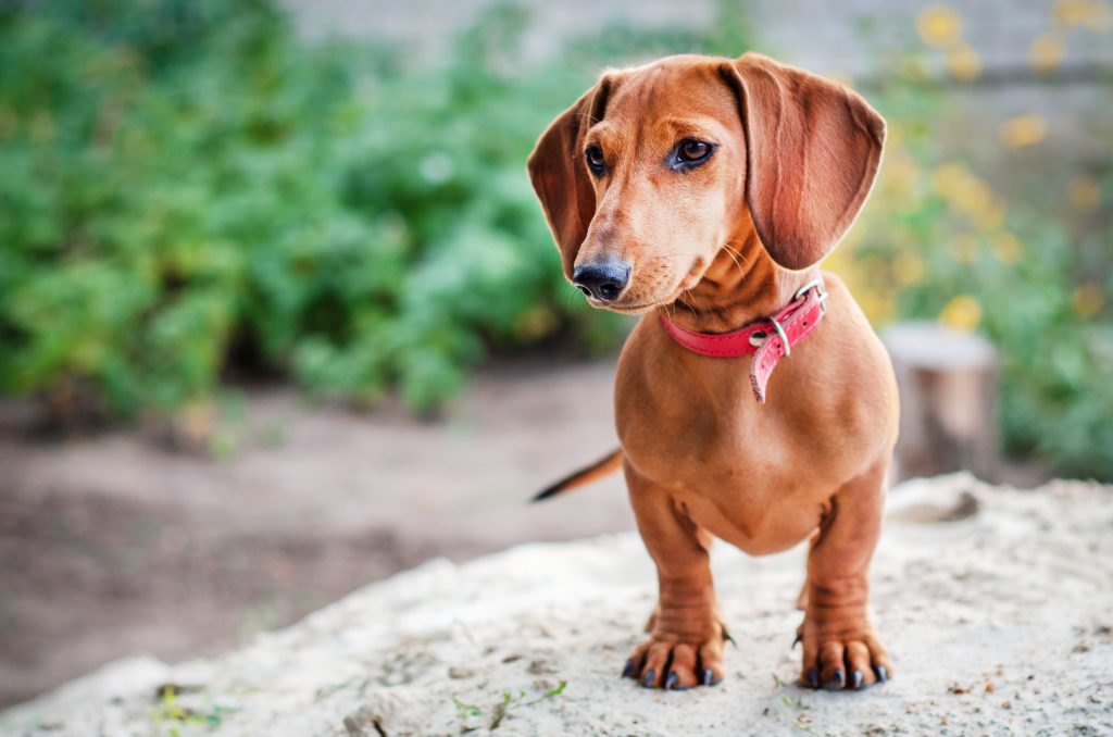 in a divorce who gets the dog